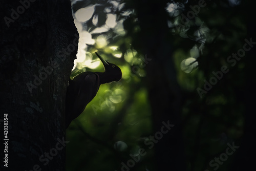 The black woodpecker (Dryocopus martius) in the environment photo