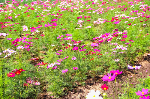 Colorful field of cosmos flowers blooming in garden summer background