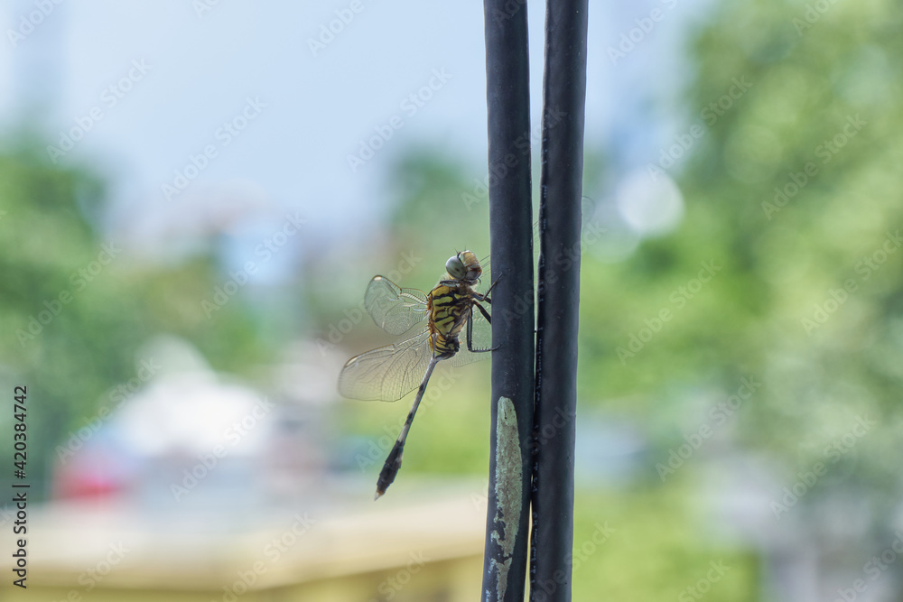 Naklejka premium Dragonfly on a wire