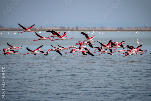 Large flock of Flamingos flying together above water photo