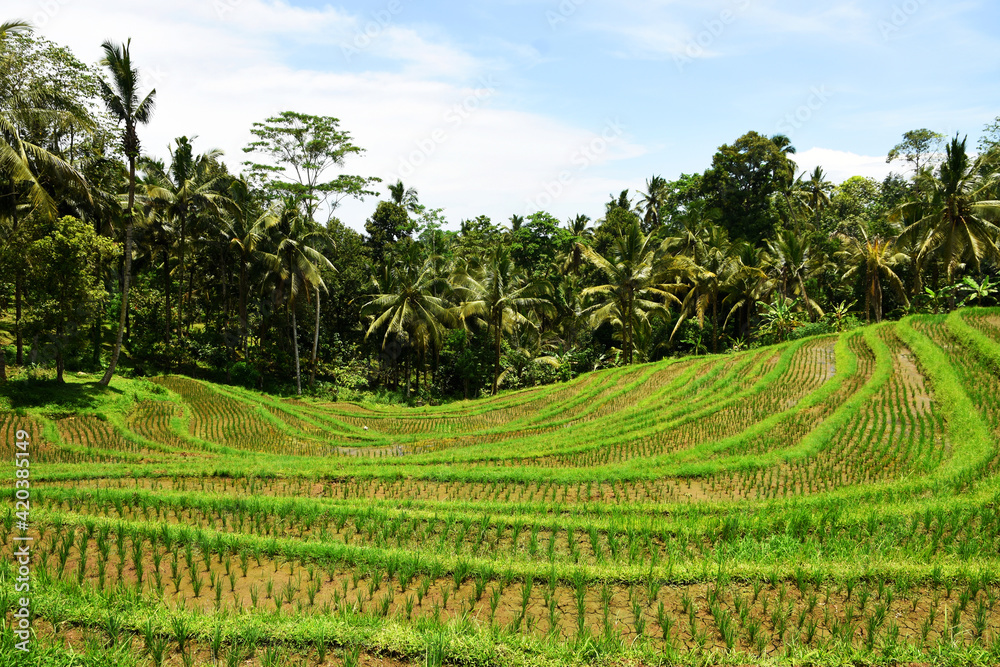 Beautiful view of Balinese rice terraces, of a small village.