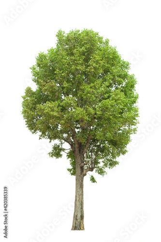 green tree side view isolated on white background  for landscape and architecture layout drawing  elements for environment and garden  tree elevation