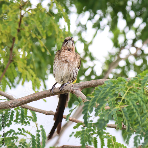 Cape Sugarbird in its native South Africa photo