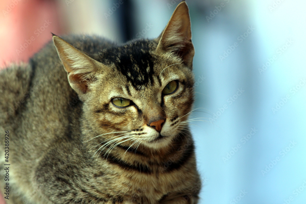 Portrait of a surprised cat Scottish Straight, closeup,