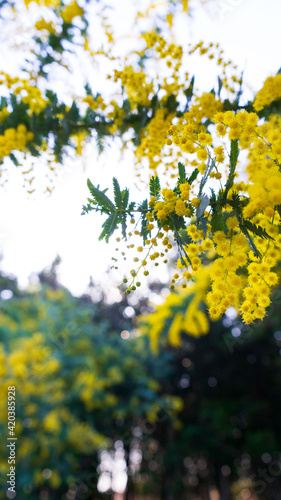 大府みどり公園 ミモザ