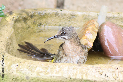 Cape Sugardbird in its native South Africa photo