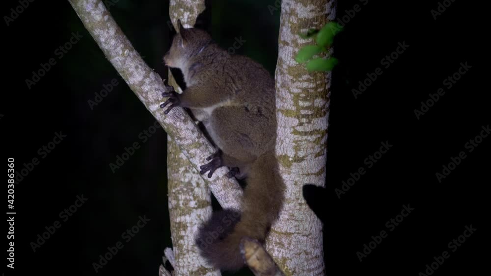 Northern Greater Galago - Otolemur garnettii also Garnett greater galago or Small-eared Greater Galago, nocturnal, arboreal primate endemic to Africa, eared cute brown small monkey. Northern Greater Galago - Otolemur garnettii also Garnett greater galago or Small-eared Greater Galago, nocturnal, arboreal primate endemic to Africa, eared cute brown small monkey.