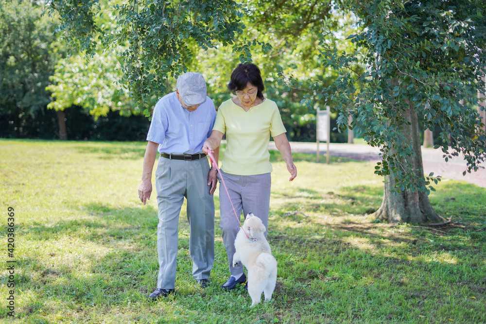 夫婦で犬の散歩をする元気なシニア 夫婦で犬の散歩をする元気なシニア