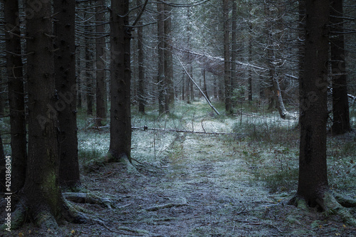winter coniferous forest