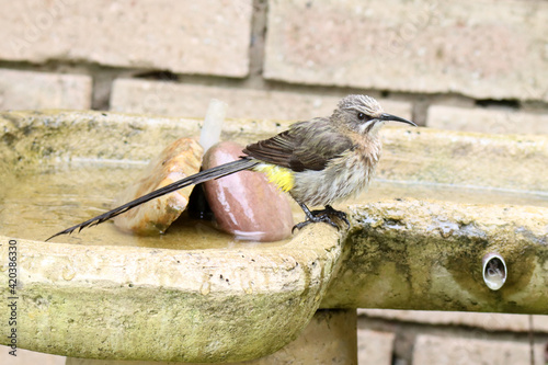 Cape Sugardbird in its native South Africa photo