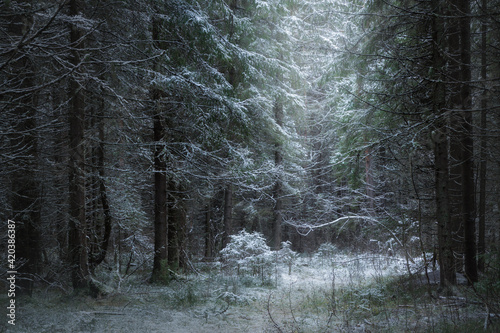 winter coniferous forest