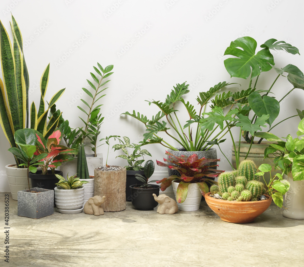 Fototapeta premium House plants in modern stylish container on cement floor and elephant statue in white room,natural air purify with Monstera,philodendron selloum, Cactus,Aroid palm,Zamioculcas zamifolia,Ficus Lyrata