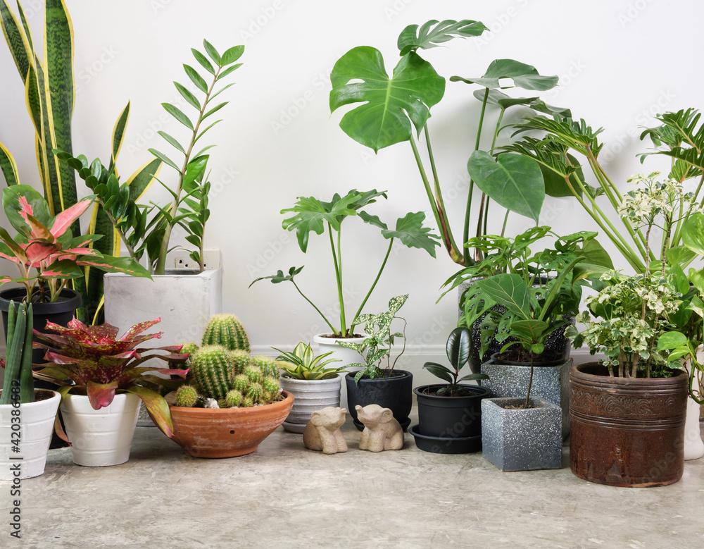 House plants in modern stylish container on cement floor and elephant statue in white room,natural air purify with Monstera,philodendron selloum, Cactus,Aroid palm,Zamioculcas zamifolia,Ficus Lyrata
