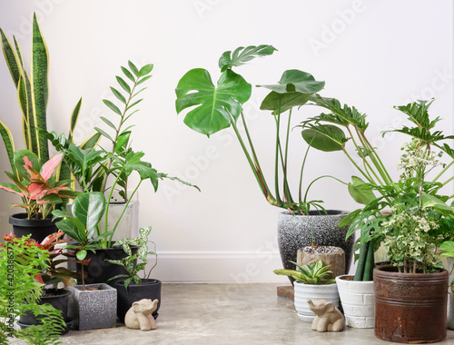 House plants in modern stylish container on cement floor and elephant statue in white room natural air purify with Monstera philodendron selloum  Cactus Aroid palm Zamioculcas zamifolia Ficus Lyrata