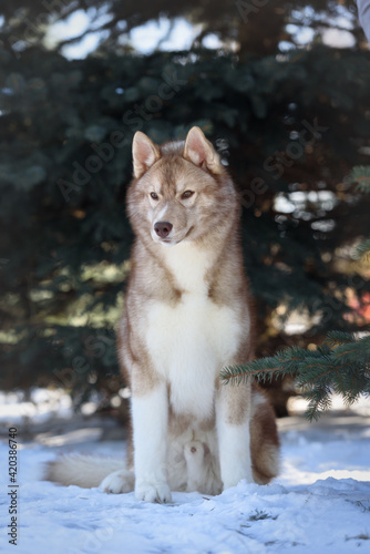 husky in the winter forest