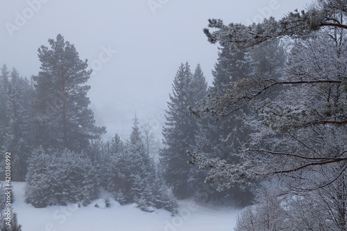 winter coniferous forest in the fog