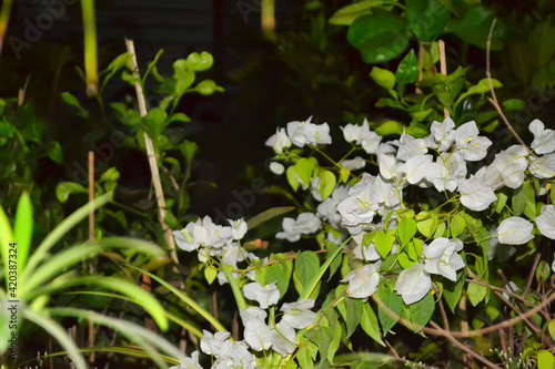 lily of the valley in spring