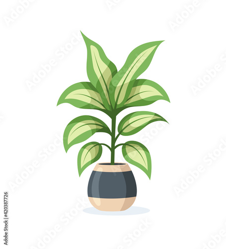 Flower in pot isolated on white background