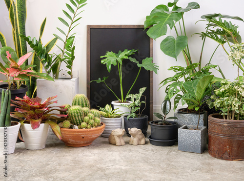 Poster frame and house plant in modern stylish container on cement floor and elephant in white room,natural air purify with Monstera,philodendron selloum, Cactus,Aroid palm,Zamioculcas zamifolia,Ficus