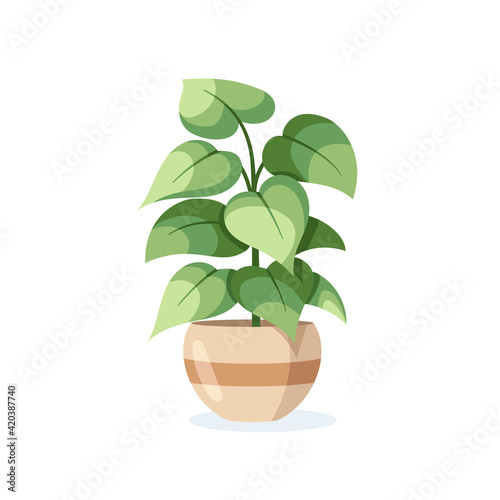 Flower in pot isolated on white background