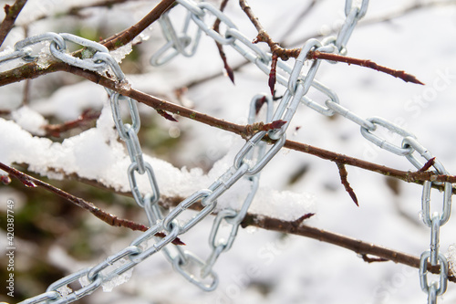 Metal chain hanging on a bush branch in winter © Viktoriya09