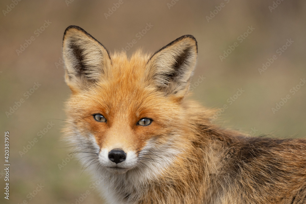 Close portrait of a Red Fox. Vulpes vulpes Close portrait of a Red Fox. Vulpes vulpes