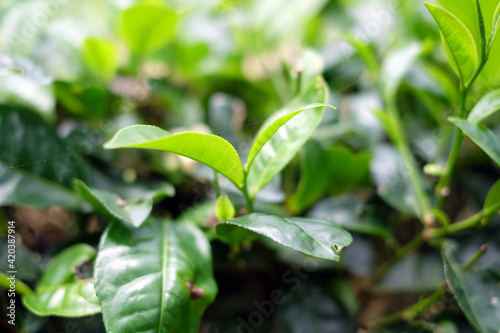 tea plant  commonly known as the species Camellia sinensis  a plant whose leaves and shoots are used to make tea. This plant belongs to the genus Camellia  a genus of flowering plants from the family 