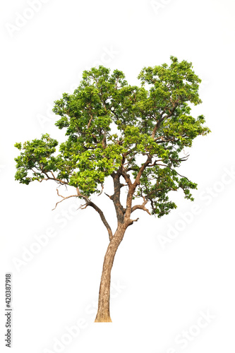 green tree side view isolated on white background for landscape and architecture layout drawing, elements for environment and garden, tree elevation