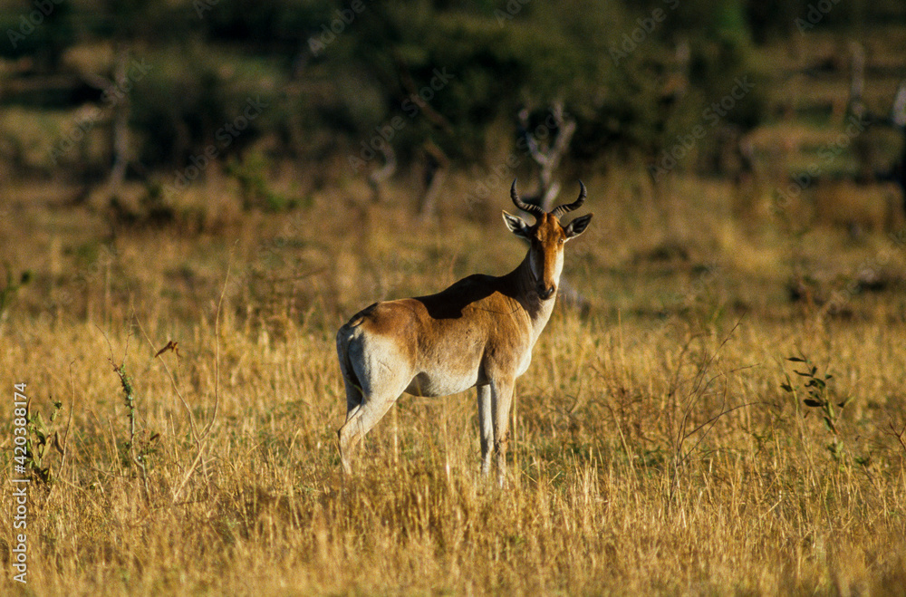 Bubale de Swayne, Alcelaphus buselaphu swayne , Tanzanie Bubale de Swayne, Alcelaphus buselaphu swayne , Tanzanie