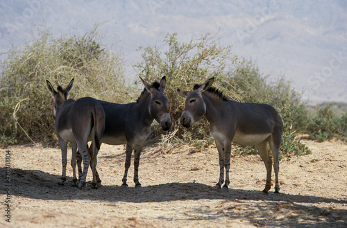 Картината върху платно Ane sauvage de Somalie, Equus africanus somaliensis, Afar