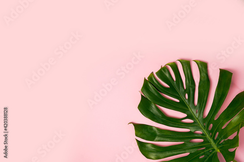 Leaf of green Monstera plant on pink background with copy space.