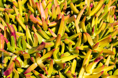 Carpobrotus edulis plant in the garden in spring
