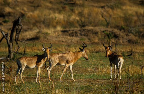 Bubale de Swayne, Alcelaphus buselaphu swayne , Tanzanie