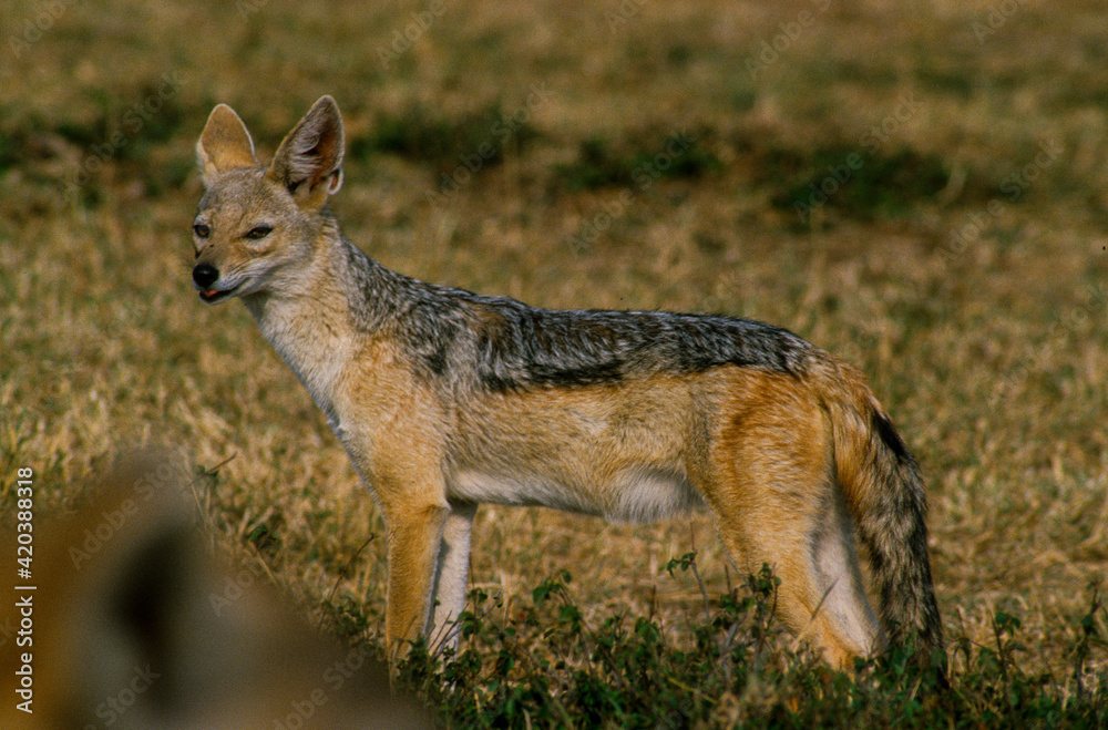 Chacal à chabraque, Canis mesomelas, Afrique Chacal à chabraque, Canis mesomelas, Afrique