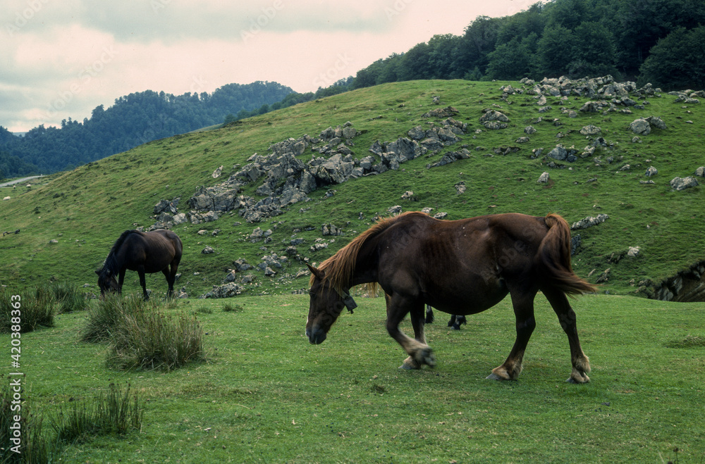 Obraz premium Cheval Comtois, cheval de trait,