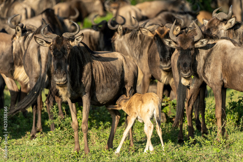 Photography Blue wildebeest, Connochaetes taurinus albojubatus, in Serengeti, Tanzania