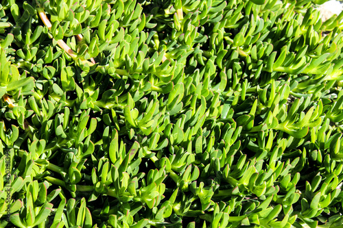 Carpobrotus edulis plant in the garden in spring