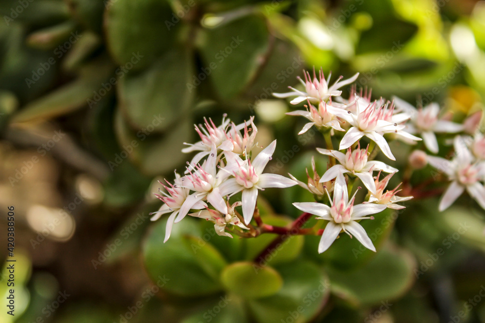 Jade plant, Crassula ovata flowers in the garden Jade plant, Crassula ovata flowers in the garden