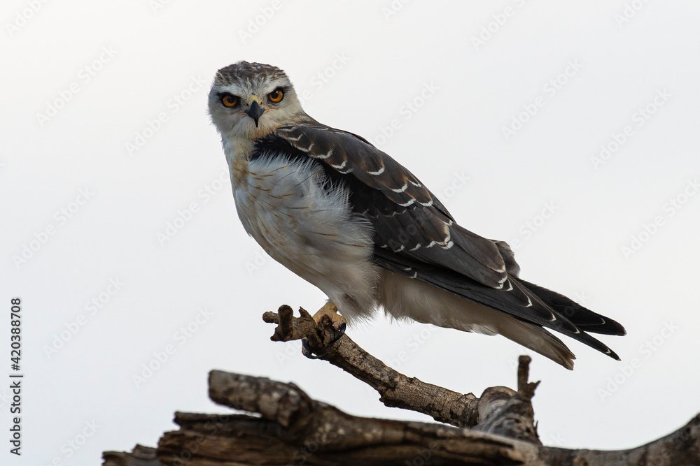 Elanion blanc, .Elanus caeruleus, Black winged Kite Elanion blanc, .Elanus caeruleus, Black winged Kite