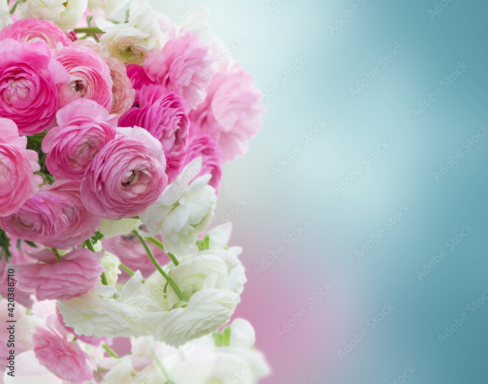 Pink and white ranunculus flowers Pink and white ranunculus flowers
