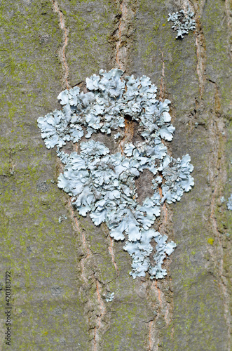 Flavoparmelia caperata. lichen on the bark of a tree. photo
