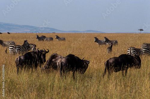 Gnou à queue noire, Connochaetes taurinus, migration, Parc national de Masai Mara, Kenya, Afrique de l'Est © JAG IMAGES