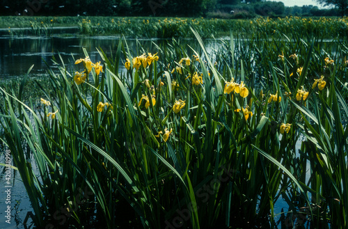 Iris des marais  ris pseudacorus