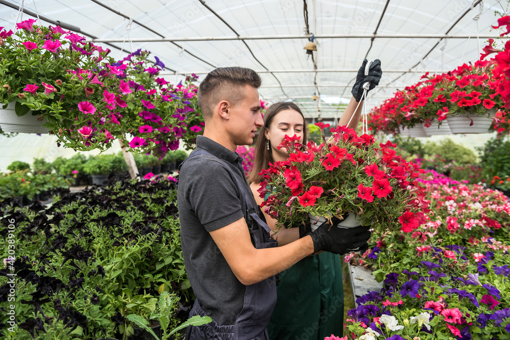 Two attractive young  gardeners, working together over growing flower plants for sale in greenhouse