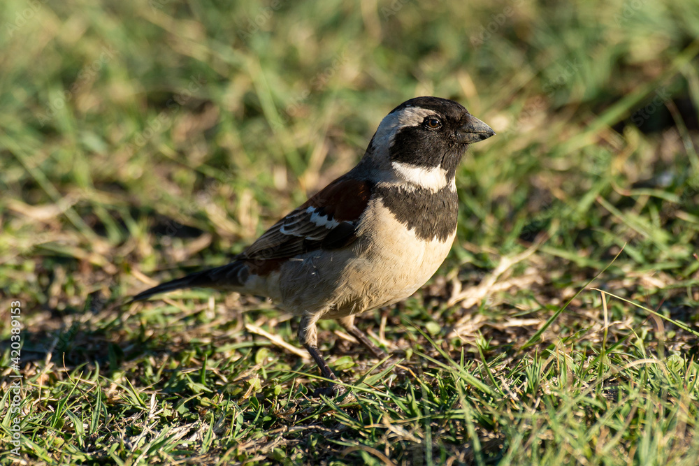 Moineau mélanure,.Passer melanurus, Cape Sparrow Moineau mélanure,.Passer melanurus, Cape Sparrow