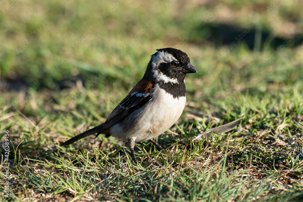 Moineau mélanure,.Passer melanurus, Cape Sparrow Moineau mélanure,.Passer melanurus, Cape Sparrow
