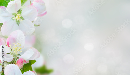 Apple tree blossom © neirfy