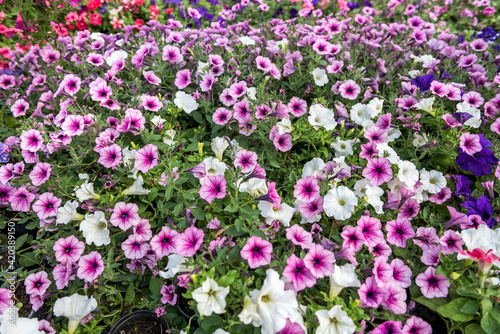 Wallpaper Mural Many colored flowers during seasonal blossoming Torontodigital.ca