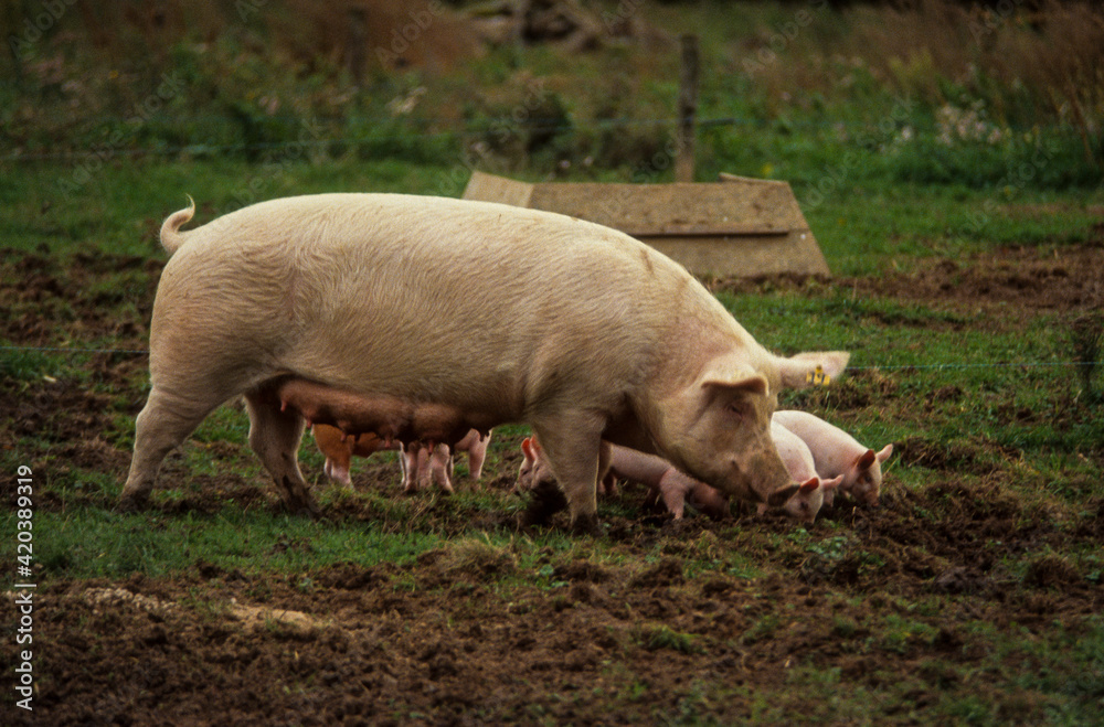Porc, cochon, truie, porcelet, Sus scrofa domesticus Porc, cochon, truie, porcelet, Sus scrofa domesticus