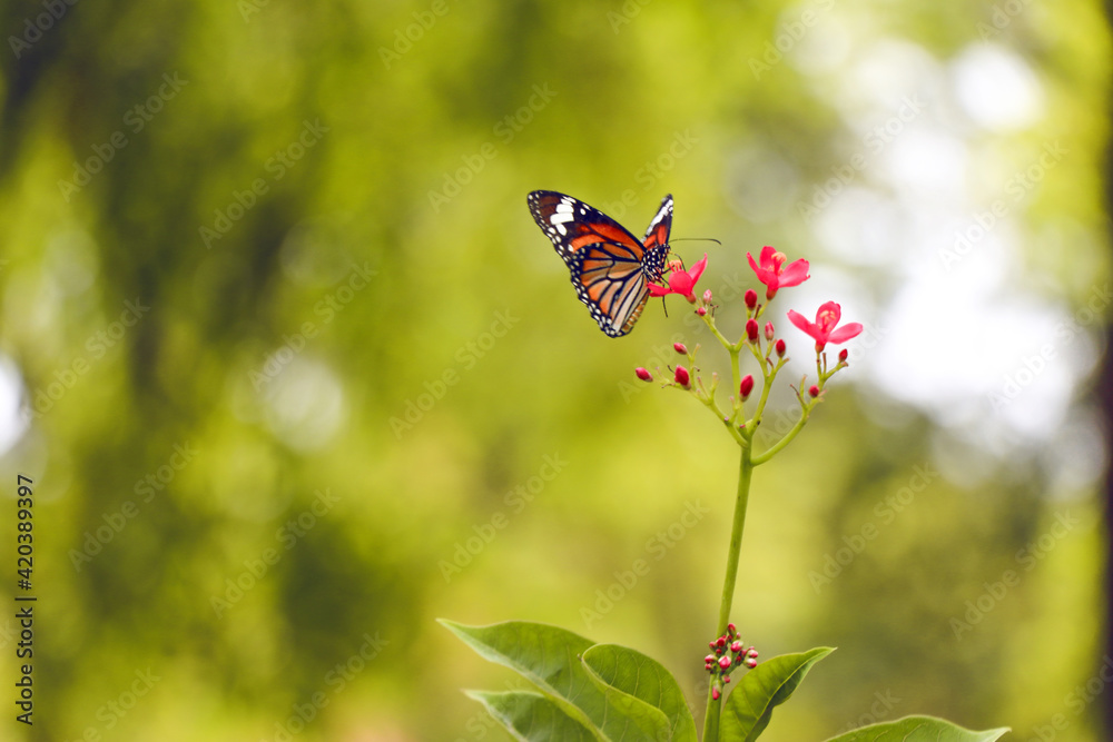 Butterfly On Flower Butterfly On Flower